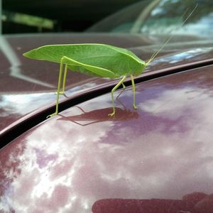 Meet your Posher, Eliceo